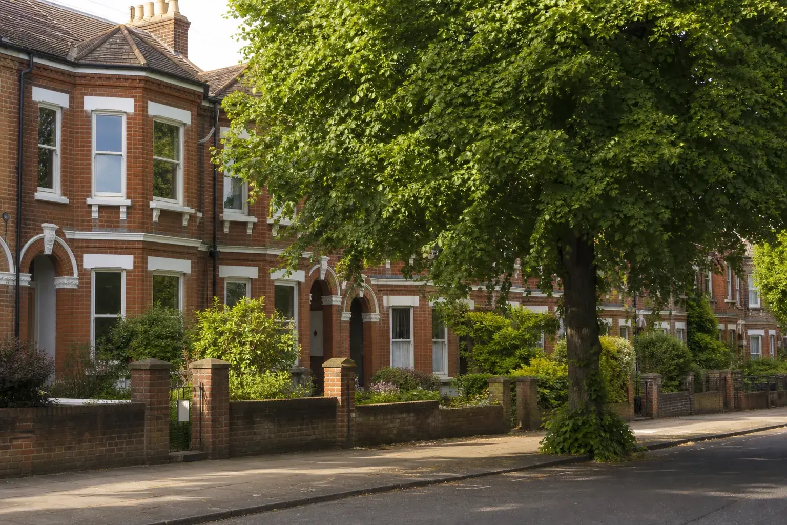 Mature street tree in full leaf on a quiet street of Victorian red brick houses