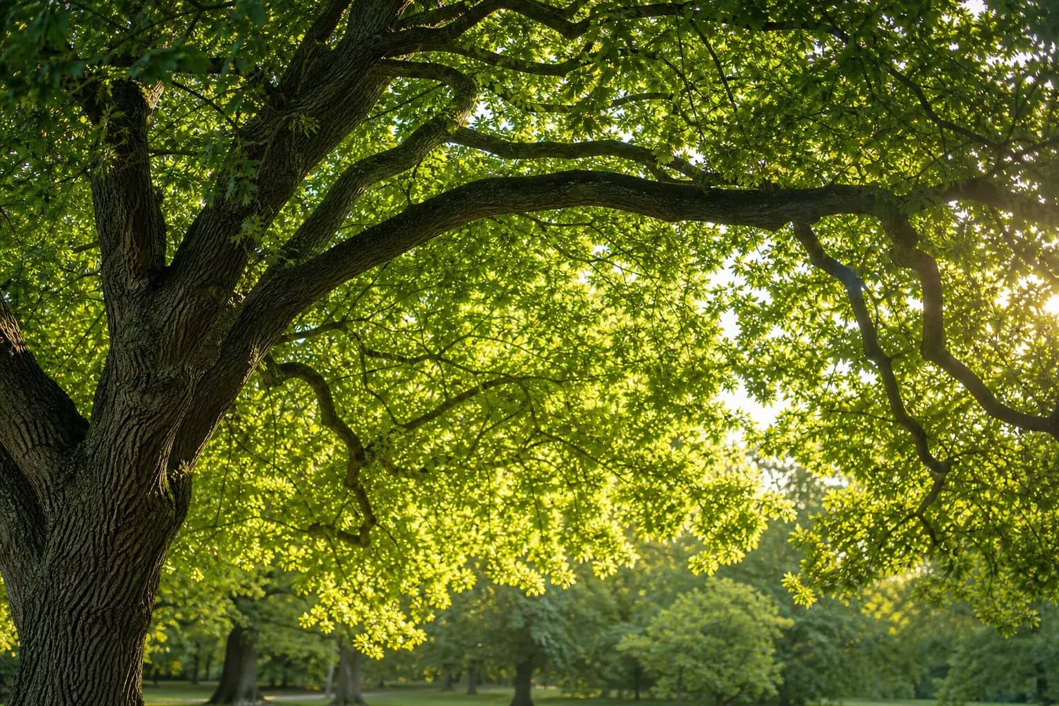 Mature English oak canopy seen from below with late afternoon sunlight through the leaves